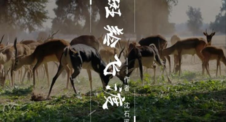 初中語文人教版八年級(jí)《斑羚飛度》PPT課件
