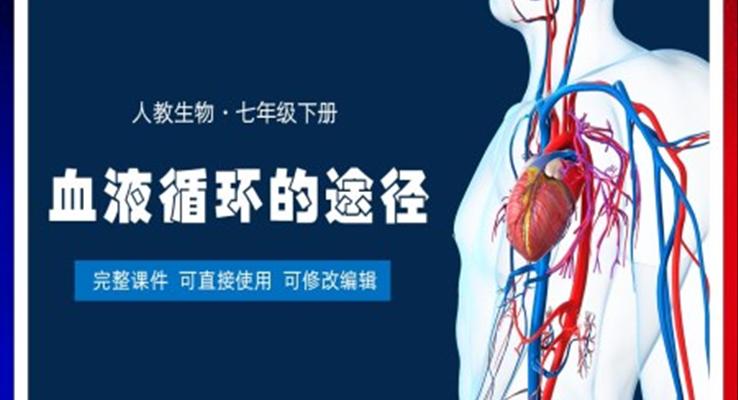 七年級生物下冊血液循環(huán)的途徑PPT課件