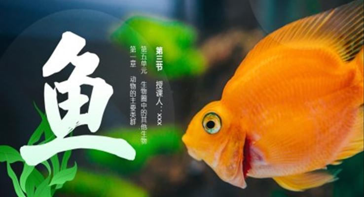 初中生物人教版八年級上冊《魚》PPT課件模板